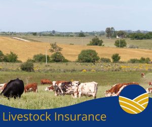 Farmers_Union_Blog__Livestock_Insurance